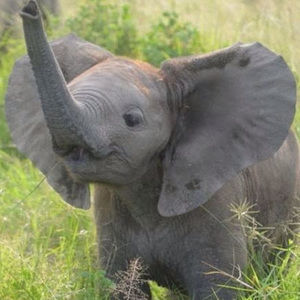 Meet your Posher, Lola